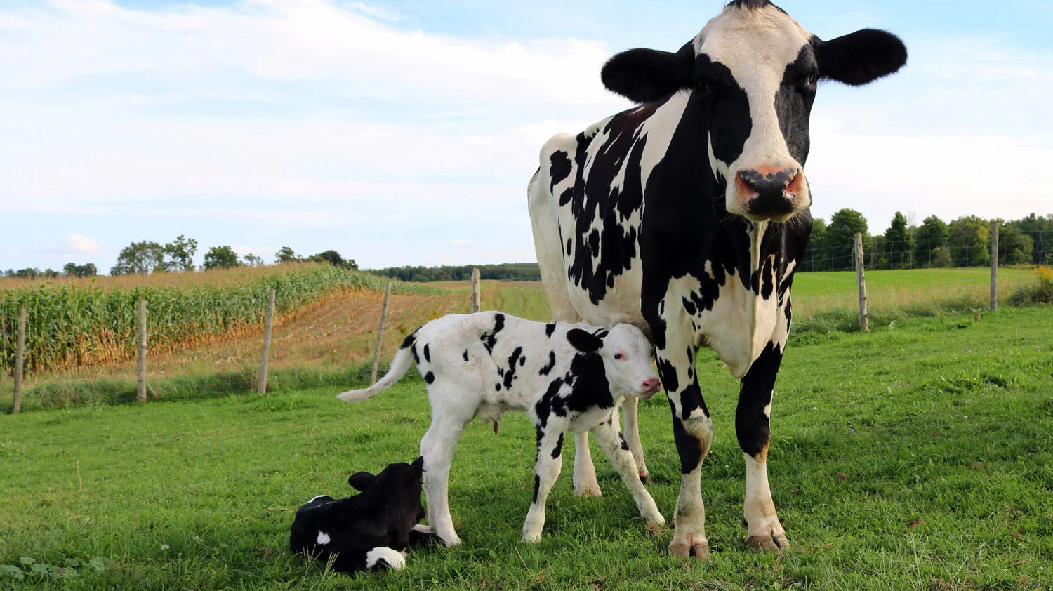What is Colostrum?