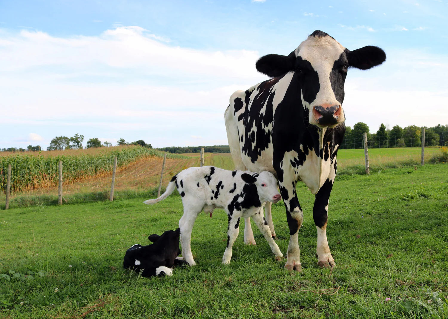 What is Colostrum?